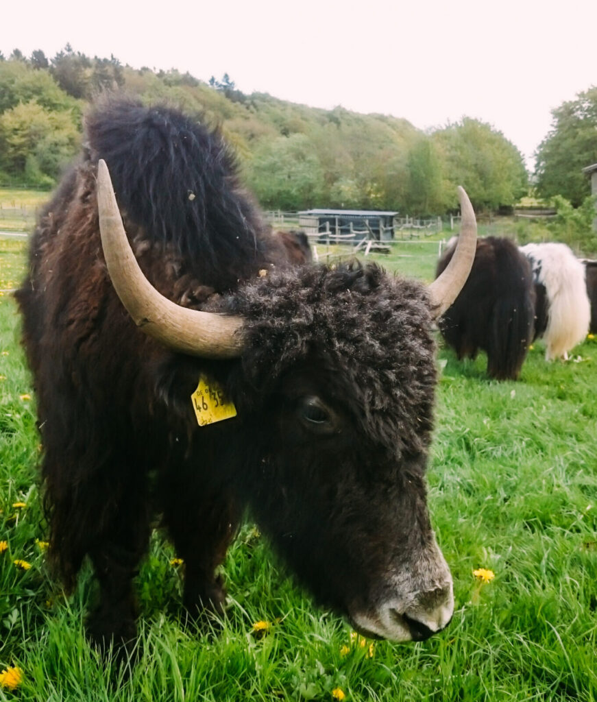 Yak Kopf