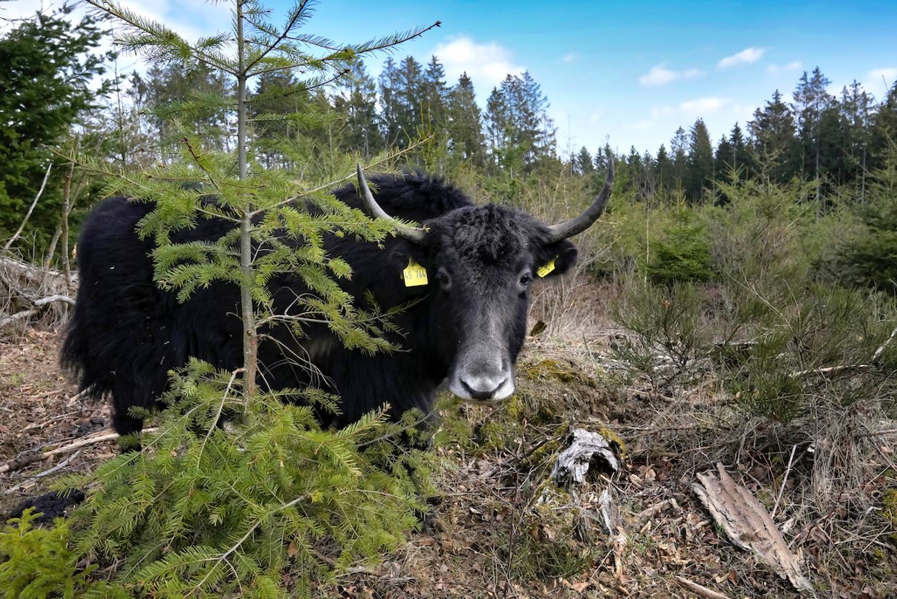 Der Yak Eine Kurzvorstellung